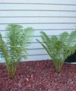 5 Ostrich Fern Rhizomes - Matteuccia Struthiopteris Roots - Outdoor Fern - Image 7