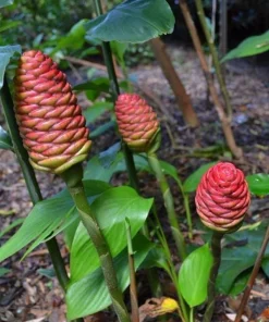 5 Pack Awapuhi Shampoo Ginger Lily Bulbs - Zingiber Zerumbet Tubers - Image 10