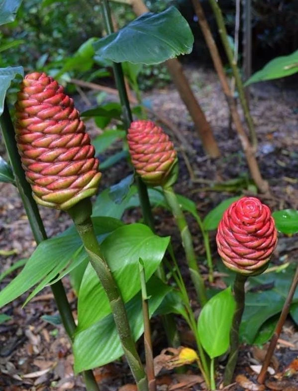 5 Pack Awapuhi Shampoo Ginger Lily Bulbs - Zingiber Zerumbet Tubers - Image 10