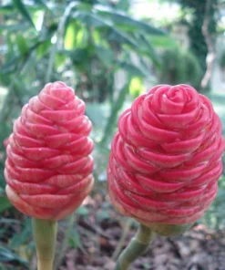 5 Pack Awapuhi Shampoo Ginger Lily Bulbs - Zingiber Zerumbet Tubers - Image 4
