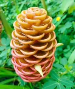 5 Pack Awapuhi Shampoo Ginger Lily Bulbs - Zingiber Zerumbet Tubers - Image 5