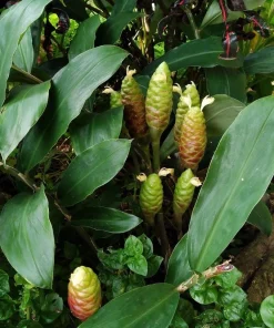 5 Pack Awapuhi Shampoo Ginger Lily Bulbs - Zingiber Zerumbet Tubers - Image 6