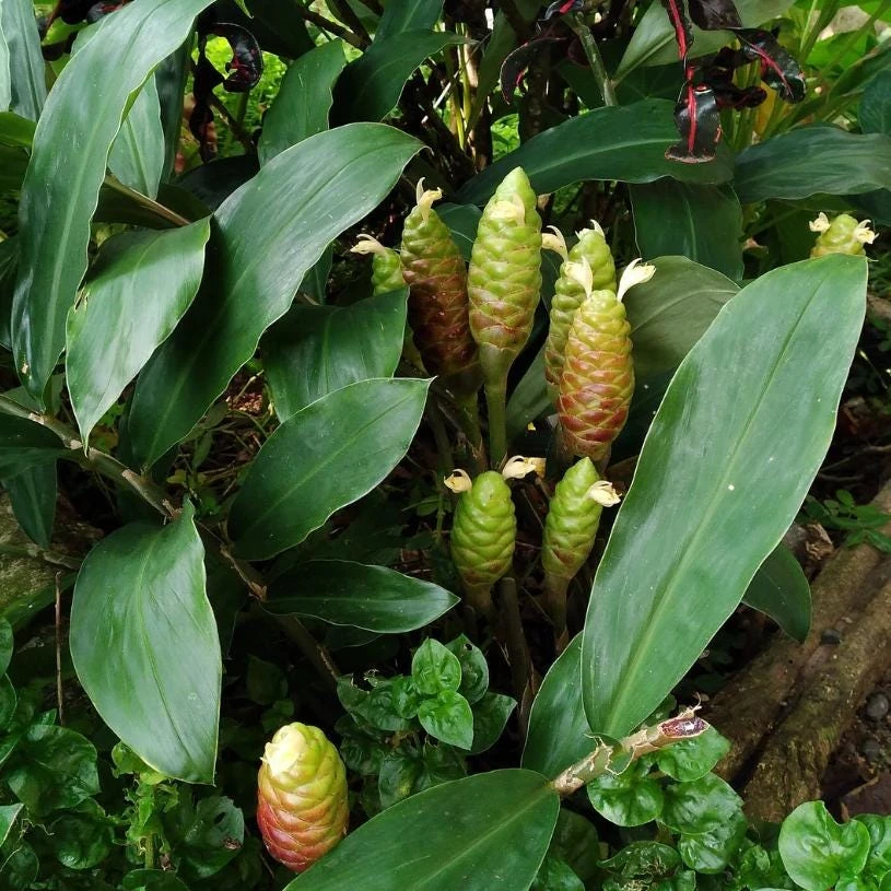 5 Pack Awapuhi Shampoo Ginger Lily Bulbs - Zingiber Zerumbet Tubers - Image 6