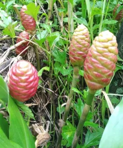 5 Pack Awapuhi Shampoo Ginger Lily Bulbs - Zingiber Zerumbet Tubers - Image 9