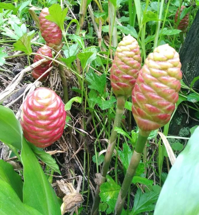 5 Pack Awapuhi Shampoo Ginger Lily Bulbs - Zingiber Zerumbet Tubers - Image 9