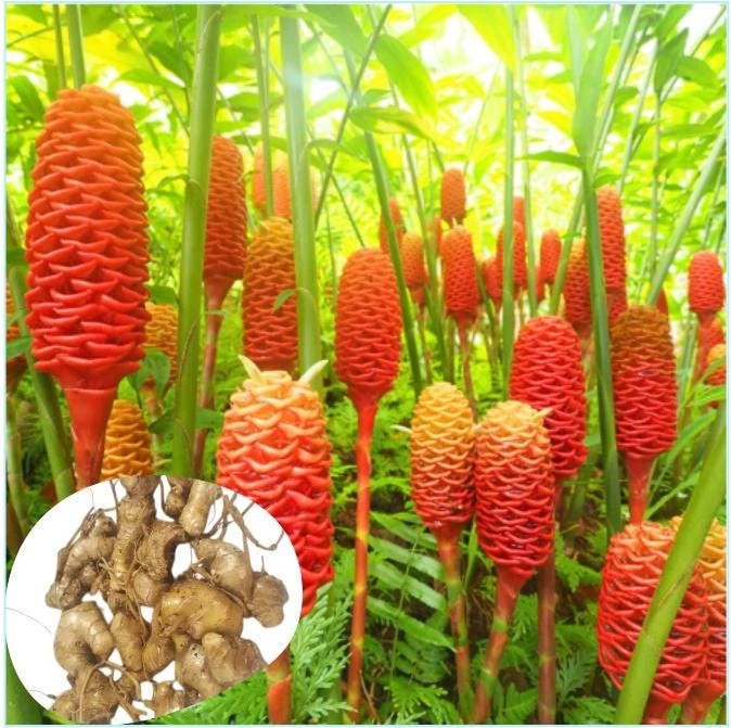 5 Pack Awapuhi Shampoo Ginger Lily Bulbs - Zingiber Zerumbet Tubers - Image 1