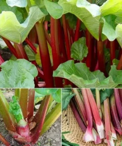 5 Pack Victoria Rhubarb Bare Root Crowns - Hardy Perennial Vegetable Plant for Outdoor Garden - Image 2