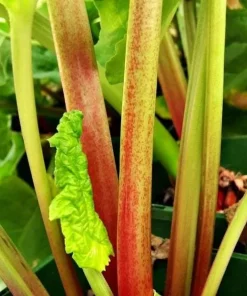 5 Pack Victoria Rhubarb Bare Root Crowns - Hardy Perennial Vegetable Plant for Outdoor Garden - Image 4