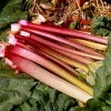 5 Pack Victoria Rhubarb Bare Root Crowns - Hardy Perennial Vegetable Plant for Outdoor Garden - Image 1