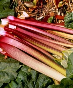 5 Pack Victoria Rhubarb Bare Root Crowns - Hardy Perennial Vegetable Plant for Outdoor Garden - Image 1