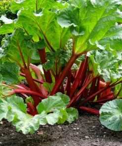 5 Pack Victoria Rhubarb Bare Root Crowns - Hardy Perennial Vegetable Plant for Outdoor Garden - Image 6