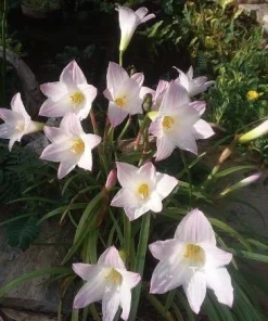 5 Pink Rain Lily Bulbs (Zephyranthes) - Fairy Lily Flower Bulbs - Image 3