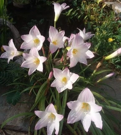 5 Pink Rain Lily Bulbs (Zephyranthes) - Fairy Lily Flower Bulbs - Image 3