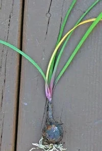 5 Pink Rain Lily Bulbs (Zephyranthes) - Fairy Lily Flower Bulbs - Image 4