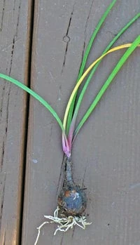 5 Pink Rain Lily Bulbs (Zephyranthes) - Fairy Lily Flower Bulbs - Image 4