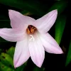 5 Pink Rain Lily Bulbs (Zephyranthes) - Fairy Lily Flower Bulbs - Image 1