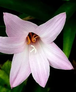 5 Pink Rain Lily Bulbs (Zephyranthes) - Fairy Lily Flower Bulbs - Image 1