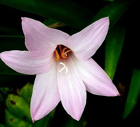 5 Pink Rain Lily Bulbs (Zephyranthes) - Fairy Lily Flower Bulbs - Image 1