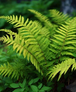 5 Royal Fern Rhizomes - Native Woodland Fern Bulbs for Woodland Gardens - Image 3