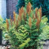 5 Royal Fern Rhizomes - Native Woodland Fern Bulbs for Woodland Gardens - Image 1