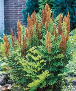 5 Royal Fern Rhizomes - Native Woodland Fern Bulbs for Woodland Gardens - Image 1