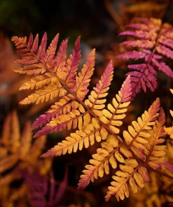 5 Royal Fern Rhizomes - Native Woodland Fern Bulbs for Woodland Gardens - Image 5