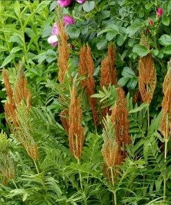 5 Royal Fern Rhizomes - Native Woodland Fern Bulbs for Woodland Gardens - Image 6