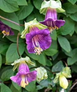 5 Seeds Cathedral Bells Cobaea Scandens Purple Hummingbird Vine Climber Flower Seeds - Image 10
