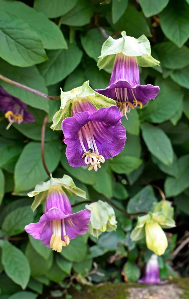 5 Seeds Cathedral Bells Cobaea Scandens Purple Hummingbird Vine Climber Flower Seeds - Image 10