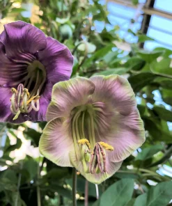 5 Seeds Cathedral Bells Cobaea Scandens Purple Hummingbird Vine Climber Flower Seeds - Image 2