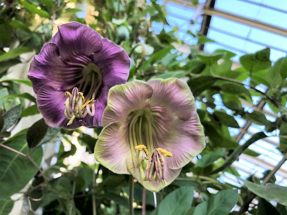 5 Seeds Cathedral Bells Cobaea Scandens Purple Hummingbird Vine Climber Flower Seeds - Image 2