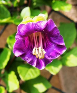 5 Seeds Cathedral Bells Cobaea Scandens Purple Hummingbird Vine Climber Flower Seeds - Image 3