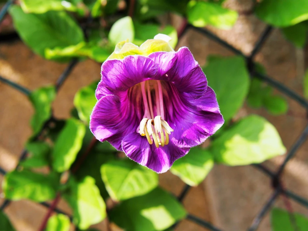 5 Seeds Cathedral Bells Cobaea Scandens Purple Hummingbird Vine Climber Flower Seeds - Image 3