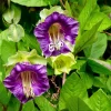 5 Seeds Cathedral Bells Cobaea Scandens Purple Hummingbird Vine Climber Flower Seeds - Image 1