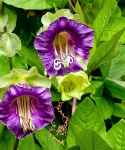 5 Seeds Cathedral Bells Cobaea Scandens Purple Hummingbird Vine Climber Flower Seeds - Image 1