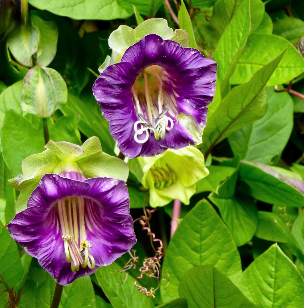 5 Seeds Cathedral Bells Cobaea Scandens Purple Hummingbird Vine Climber Flower Seeds - Image 1