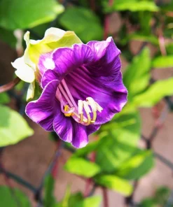 5 Seeds Cathedral Bells Cobaea Scandens Purple Hummingbird Vine Climber Flower Seeds - Image 4