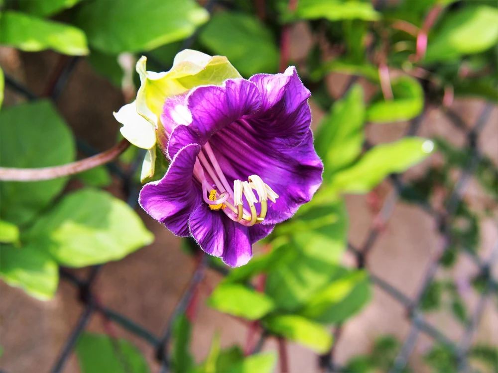 5 Seeds Cathedral Bells Cobaea Scandens Purple Hummingbird Vine Climber Flower Seeds - Image 4