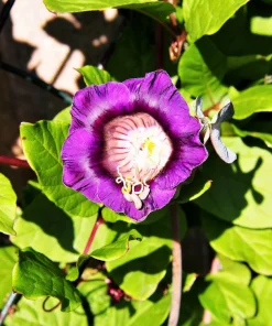 5 Seeds Cathedral Bells Cobaea Scandens Purple Hummingbird Vine Climber Flower Seeds - Image 5