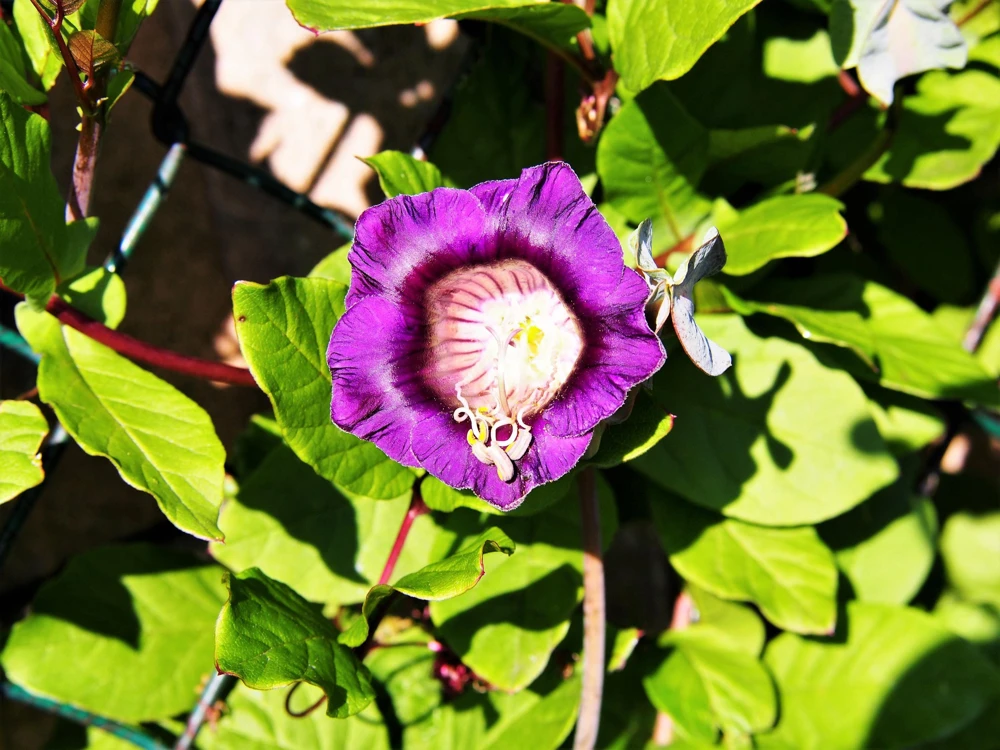 5 Seeds Cathedral Bells Cobaea Scandens Purple Hummingbird Vine Climber Flower Seeds - Image 5