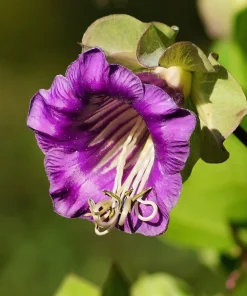 5 Seeds Cathedral Bells Cobaea Scandens Purple Hummingbird Vine Climber Flower Seeds - Image 6