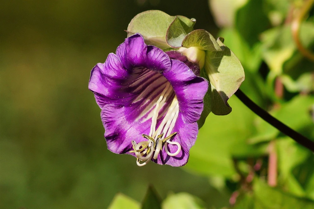 5 Seeds Cathedral Bells Cobaea Scandens Purple Hummingbird Vine Climber Flower Seeds - Image 6