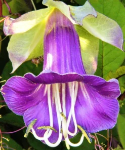 5 Seeds Cathedral Bells Cobaea Scandens Purple Hummingbird Vine Climber Flower Seeds - Image 7