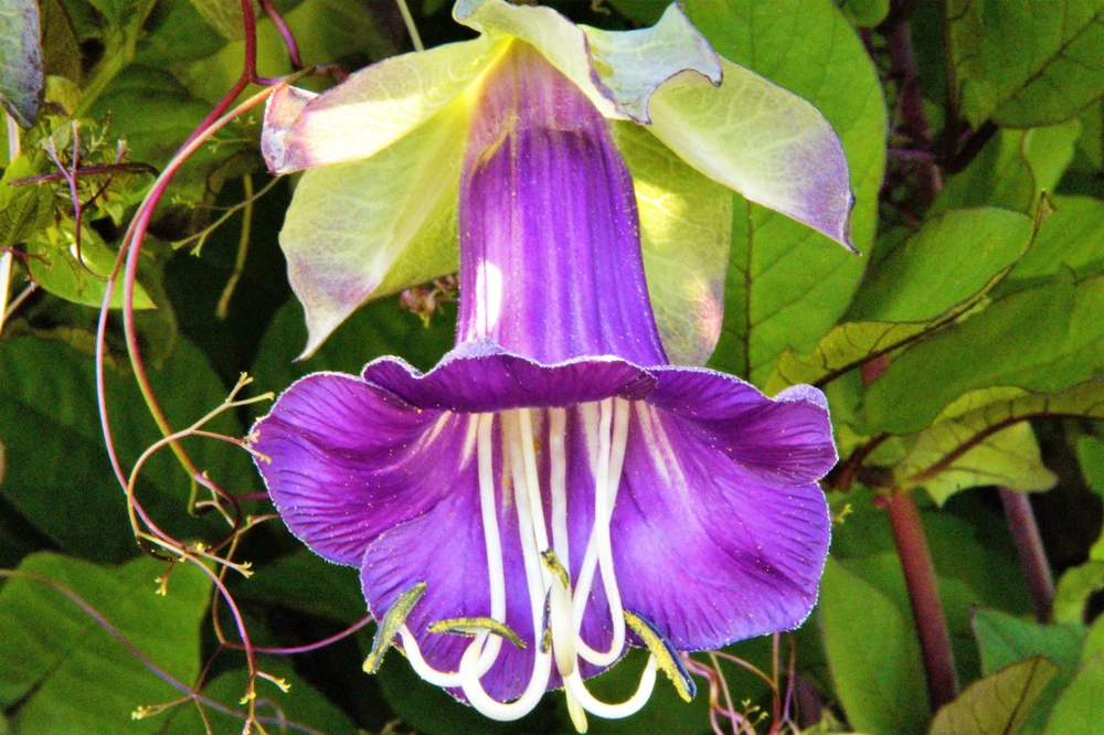 5 Seeds Cathedral Bells Cobaea Scandens Purple Hummingbird Vine Climber Flower Seeds - Image 7