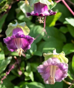 5 Seeds Cathedral Bells Cobaea Scandens Purple Hummingbird Vine Climber Flower Seeds - Image 8