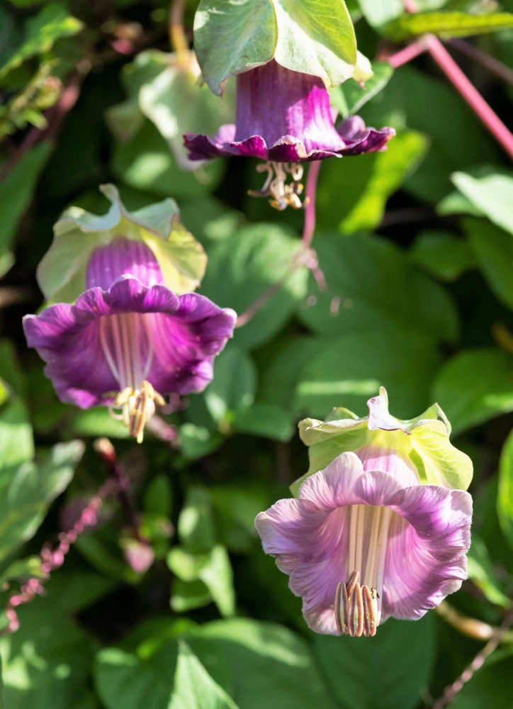 5 Seeds Cathedral Bells Cobaea Scandens Purple Hummingbird Vine Climber Flower Seeds - Image 8