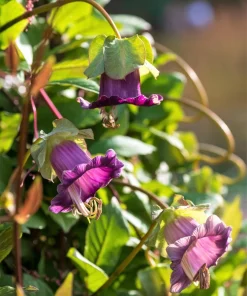 5 Seeds Cathedral Bells Cobaea Scandens Purple Hummingbird Vine Climber Flower Seeds - Image 9