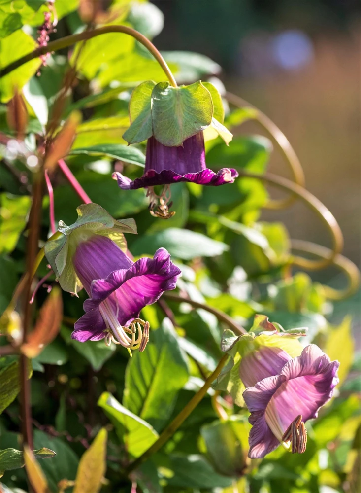 5 Seeds Cathedral Bells Cobaea Scandens Purple Hummingbird Vine Climber Flower Seeds - Image 9