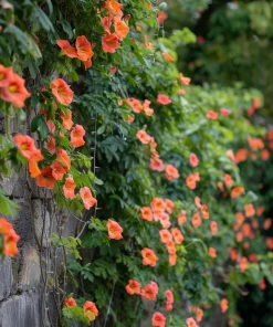 5 Trumpet Creeper Vines - 6-12