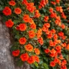 5 Trumpet Creeper Vines - 6-12" Tall Live Plant Hummingbird Campsis radicans - Image 1